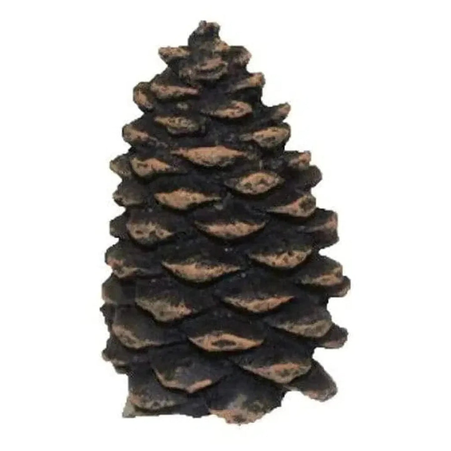 Hargrove 1201-BX Small Decorative Pine Cone