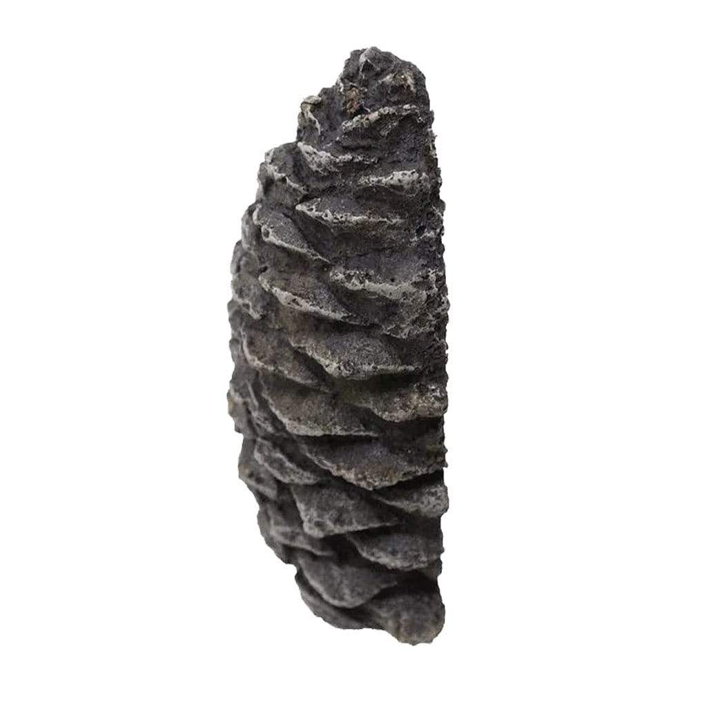 Hargrove 1215-BX Half Decorative Pine Cone
